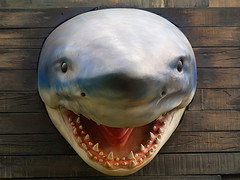 весит акула