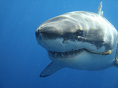 белой акулы