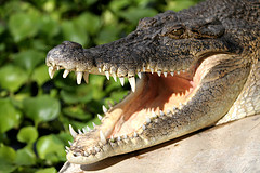 зубов крокодила