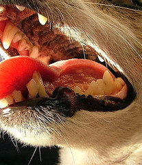 зубов собаки