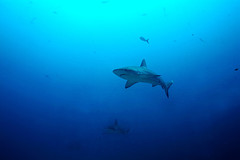 акул приморье