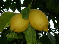 витамина лимоне